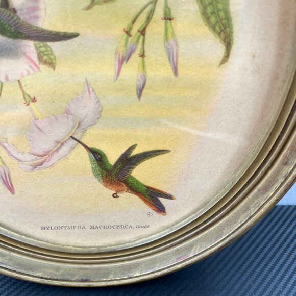 Vintage 1940’s Hylonympha Macrocerca Hummingbird Print by Gould Gold Oval Frame - Picture 5 of 10